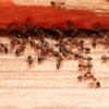 Sure Thing Pest Control gallery