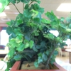 Burger King gallery