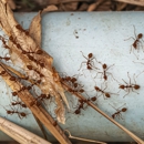 Bugstoppers Pest Control - Pest Control Equipment & Supplies
