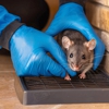Arkadia Pest Control gallery