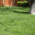 Herndon Lawn Service - Amarillo Texas