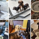 Sofia's Dog Boarding Services