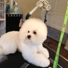 Muddy Paw Dog Grooming gallery