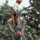 Alpenglow Tree Care