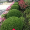 Samy Gody Tree Service & Landscaping gallery