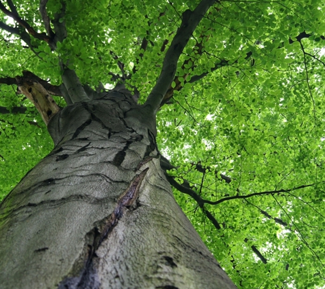 JC Tree Service - Cedar Rapids, IA