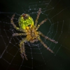 Redd Pest Solutions gallery