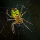 JFW Pest Control - Pest Control Equipment & Supplies