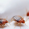 Absolute Exterminating Co gallery