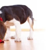 High Paw Pet Supplies gallery