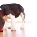 High Paw Pet Supplies - Pet Services