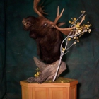 Timberland Taxidermy