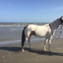 Galveston Island Horse and Pony Rides