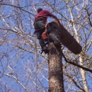 Alabama Georgia Tree Service - Tree Service
