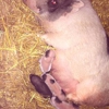 Pampered Piglets gallery