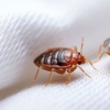 Metterville Pest Management gallery
