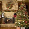 AA Christmas Trees gallery