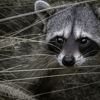 Taps Wildlife Control Services gallery