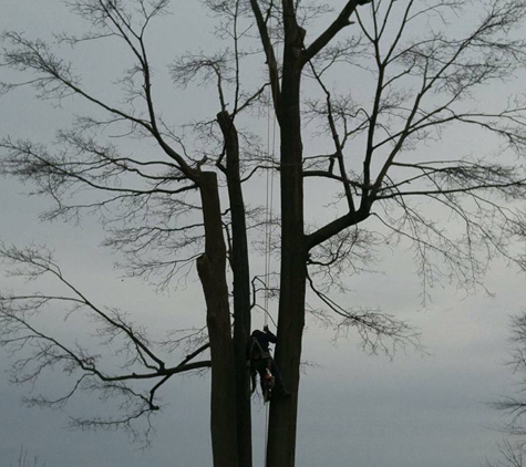 Crawford Tree and Landscape Services Inc - Milwaukee, WI. Removing dead branches from a Norway Maple in January 2017!