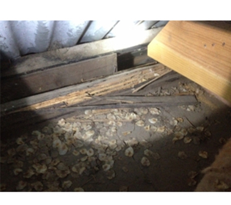 Buzz Off - Bendigo Pest Professionals - Kennington, VIC. Termite damage found in a Bendigo house