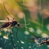 All Seasons Pest Control gallery