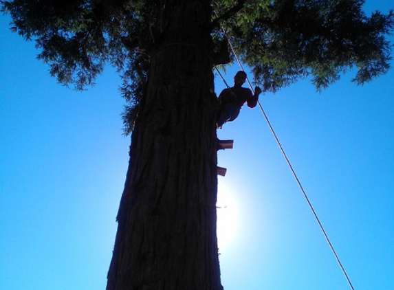 Francisco's full tree service - san jose, CA