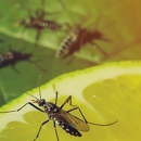 Hunt Pest Control Inc - Pest Control Equipment & Supplies