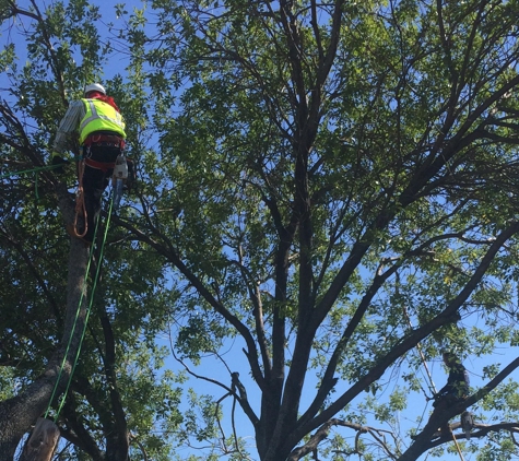 Fort Worth Arborist Co. - Fort Worth, TX