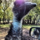 Bayou Wildlife Zoo