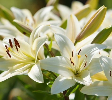 Australian Direct Cremations & Funeral Services - Newcastle, NSW