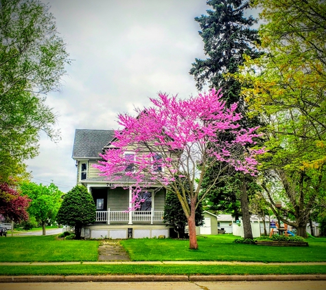 Columbus Downtown Development Corporation - Columbus, WI. Redbud Tree, Cercis Canadensis Columbus Wisconsin Strain