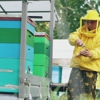 Bee Removal Specialist gallery