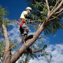 Double D's Tree Service - Tree Service