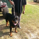 CedarBluff Rottweilers - Pet Breeders