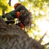 Sydney tree service gallery