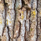 Antietam Tree And Turf