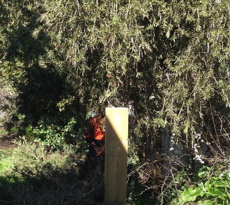 Albury Wodonga Tree & Stump Removal - Staghorn Flat, VIC