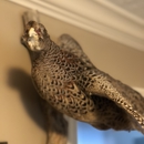 Bob's Taxidermy - Taxidermists