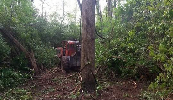 Hard Dollar Logging - Blue Creek, OH