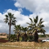 Superior tree service gallery