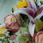 Bellevue Florists