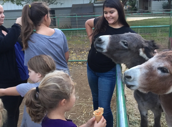 Bishop's Pumpkin Farm - Wheatland, CA. Kiersten and the mini donkeys 