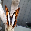 Butterfly Pavilion - Zoos