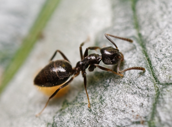 Eastside Exterminators - Woodinville, WA