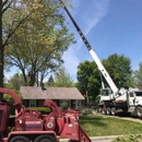Nest Tree Removal Services - Tree Service