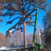 Quality Tree Service gallery