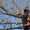 Bonilla Tree Service gallery