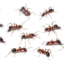 Advanced Pest Control Of Alabama - Pest Control Services