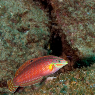 Fathom Five Divers - Koloa, HI