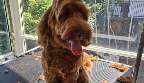Scrub-A-Dub-Dub Dog & Cat Grooming - Rosemount, QLD